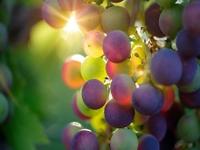 Recettes d'automne 2020 Recettes d'automne 2020