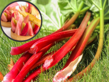 Recettes de printemps 2023